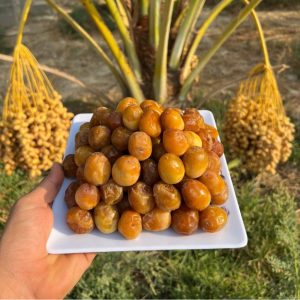 رطب برهی خرمای هیوا (2)